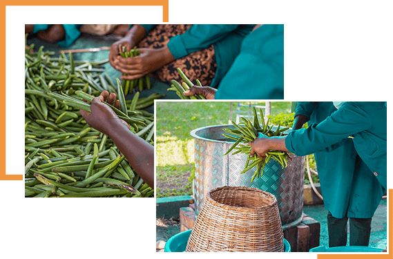 Vanilla Production Processing