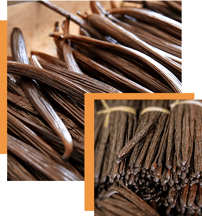 High Quality Vanilla Beans