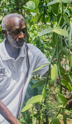 Rajon Vanilla Farmer